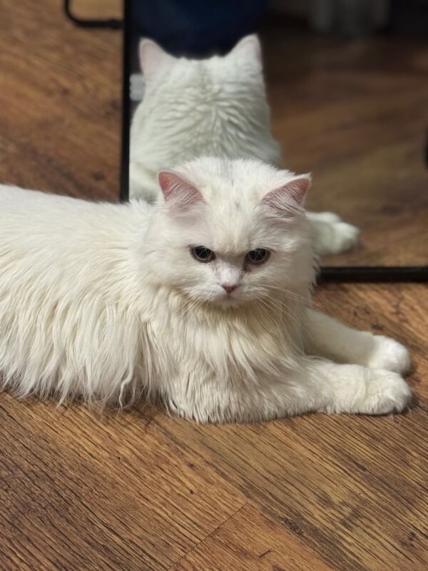 Leo male Persian cat for sale in Woolwich, Greater London | Image 2