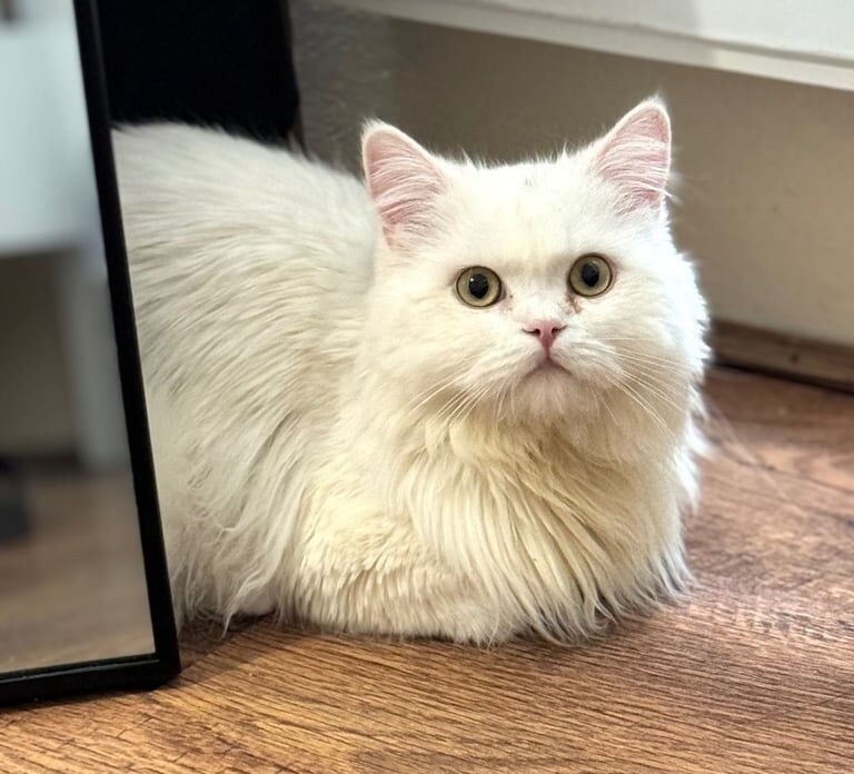 Leo male Persian cat for sale in Woolwich, Greater London | Image 3