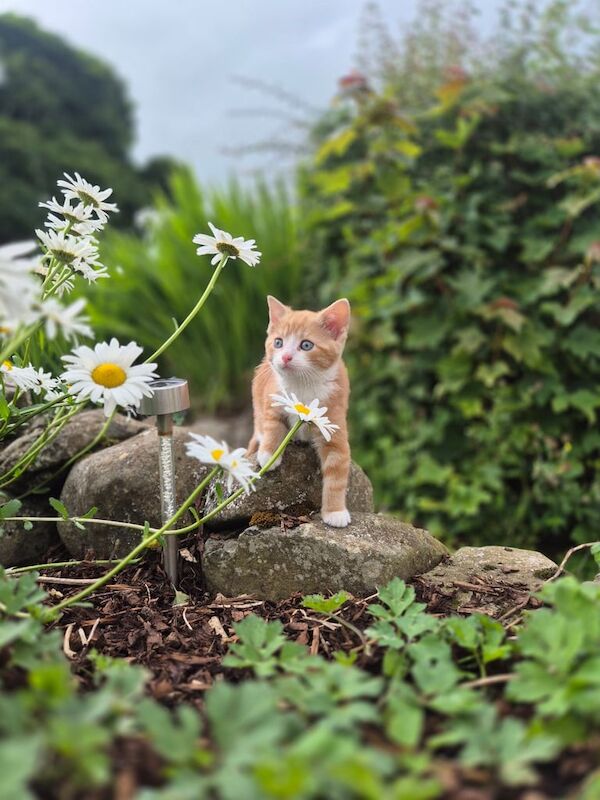 Little kittens for sale in Ballymena, County Antrim