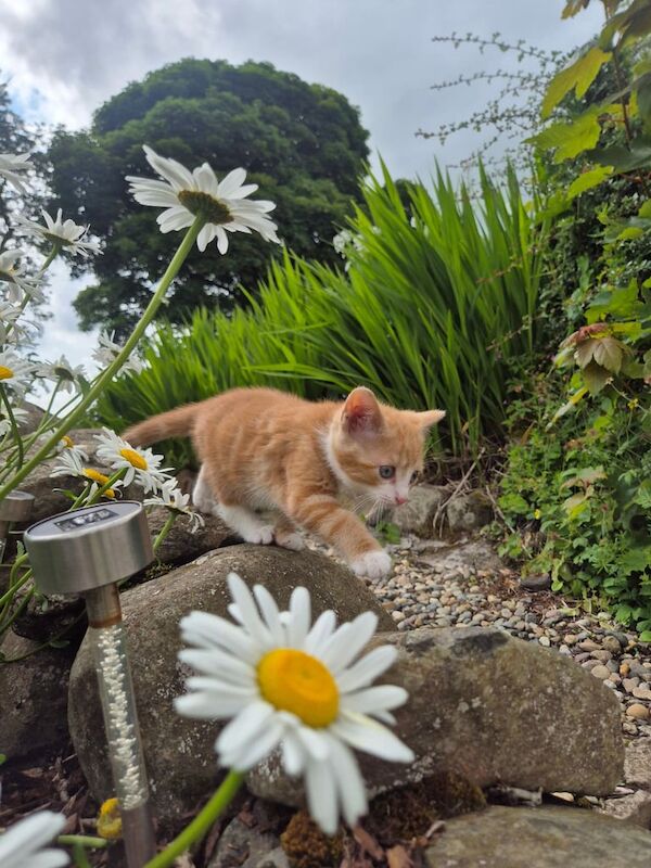 Little kittens for sale in Ballymena, County Antrim | Image 2