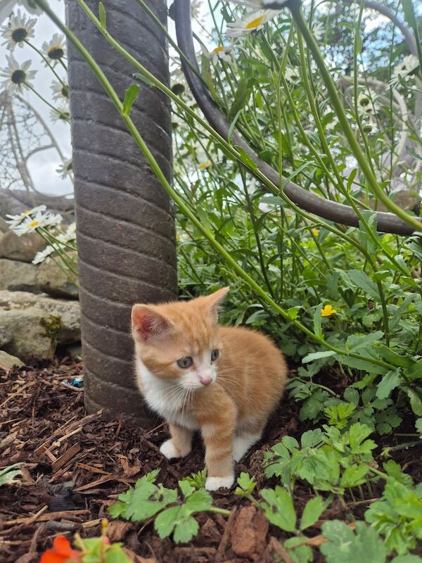 Little kittens for sale in Ballymena, County Antrim | Image 3