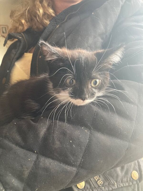 Persian kittens for sale in Saintfield, County Down – 8 weeks old - Image 2 of 3