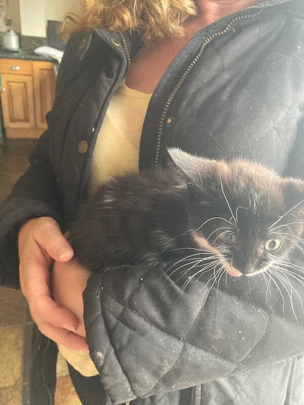 Persian kittens for sale in Saintfield, County Down – 8 weeks old - Image 3 of 3