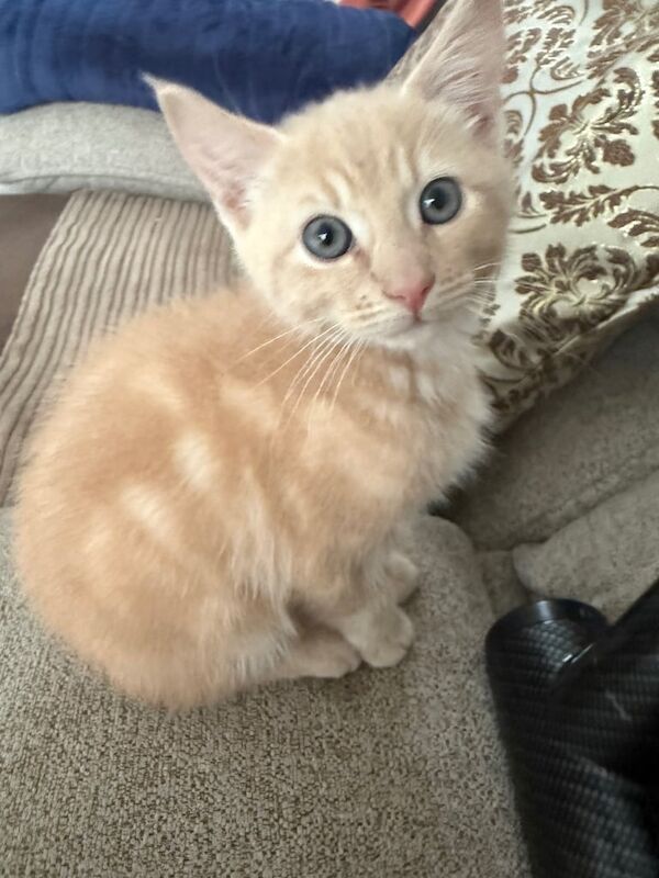 Lovely brown kitten for sale in Chingford, Greater London