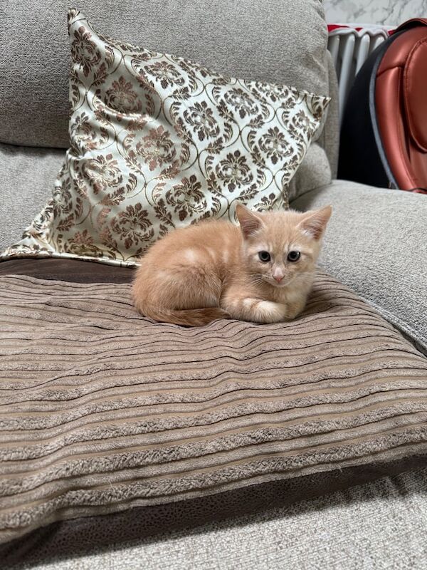 Lovely brown kitten for sale in Chingford, Greater London | Image 2