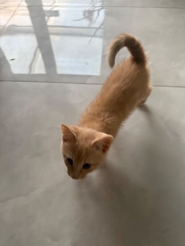 Lovely brown kitten for sale in Chingford, Greater London | Image 3