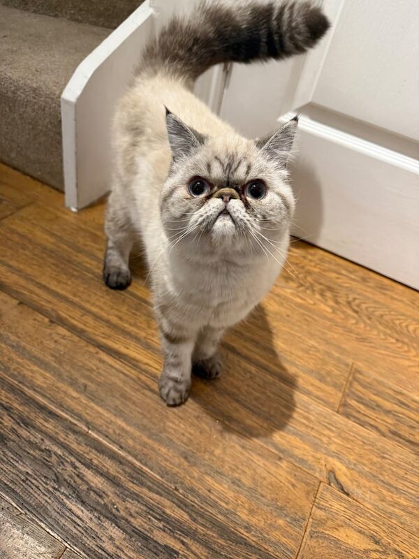 Persian kittens for sale in Chineham, Hampshire – 8 months old - Image 2 of 5