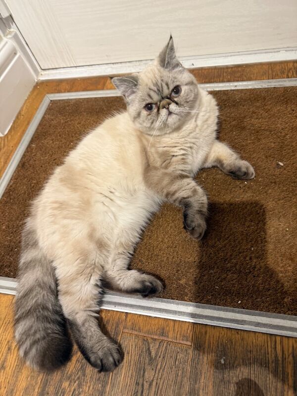 Persian kittens for sale in Chineham, Hampshire – 8 months old - Image 3 of 5