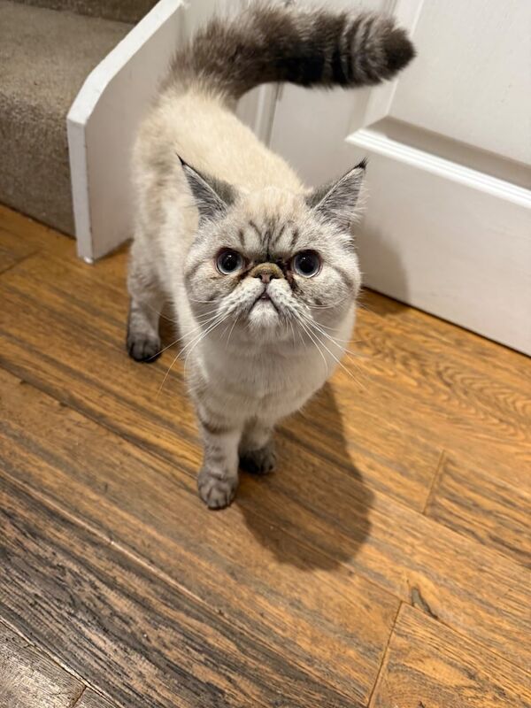 Persian kittens for sale in Chineham, Hampshire – 8 months old - Image 4 of 5