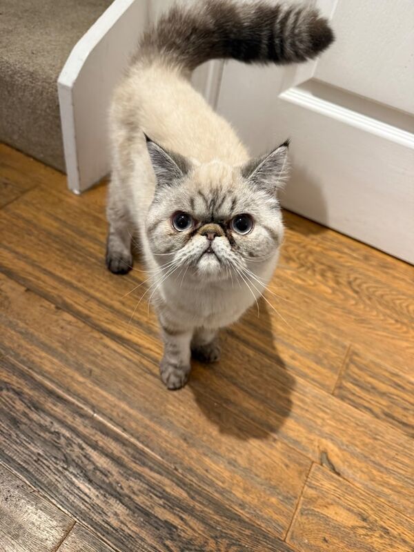 Persian kittens for sale in Chineham, Hampshire – 8 months old - Image 5 of 5