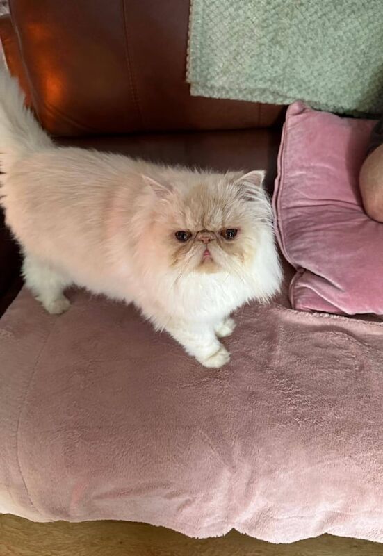 Male Persian Cat, 18 months old. for sale in Reading, Berkshire