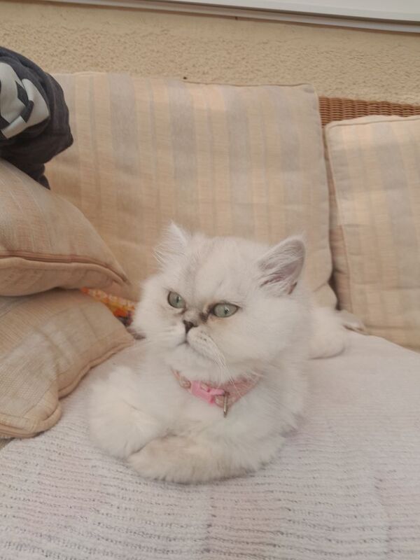 Persian kittens for sale in Oldbury, West Midlands – 1 year old