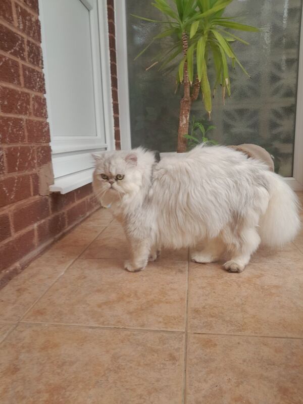 Persian kittens for sale in Oldbury, West Midlands – 1 year old - Image 2 of 5