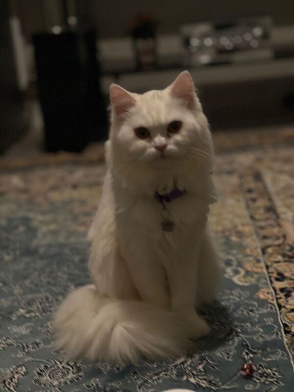 Persian kittens for sale in Bristol – 9 weeks old - Image 2 of 4