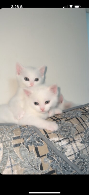 Persian kittens for sale in Bristol – 9 weeks old - Image 3 of 4