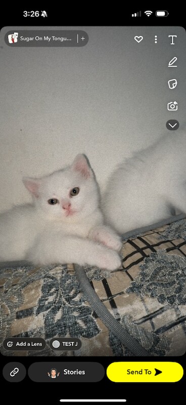 Persian kittens for sale in Bristol – 9 weeks old - Image 4 of 4