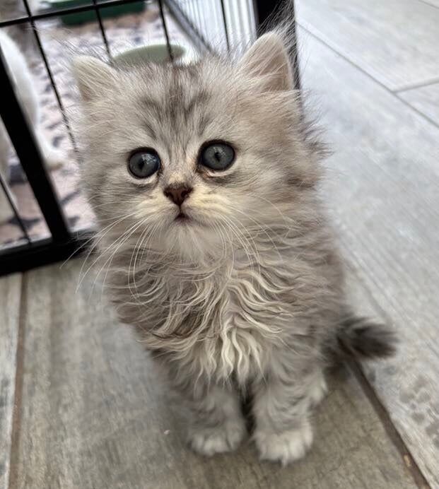 Persian kittens for sale in Liskeard, Cornwall – 7 weeks old