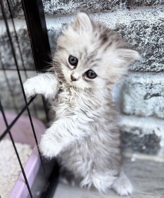 Persian kittens for sale in Liskeard, Cornwall – 7 weeks old - Image 2 of 3