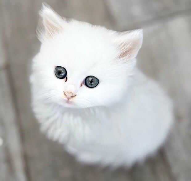 Persian kittens for sale in Liskeard, Cornwall – 7 weeks old - Image 3 of 3