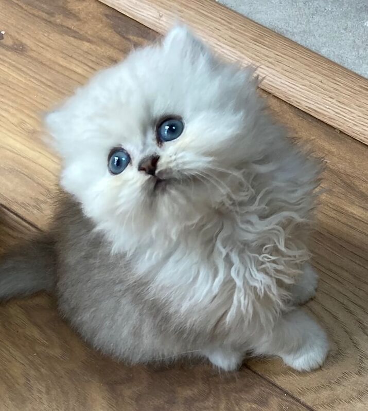 Persian kittens for sale in Guildford, Surrey – 9 weeks old