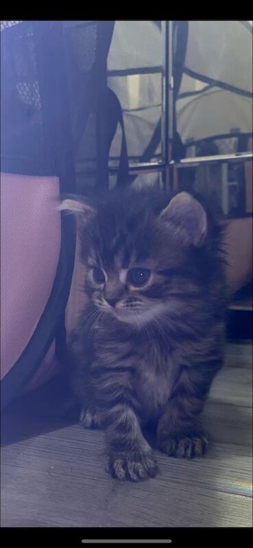 Persian kittens for sale in Isle of Dogs, Greater London – 6 weeks old