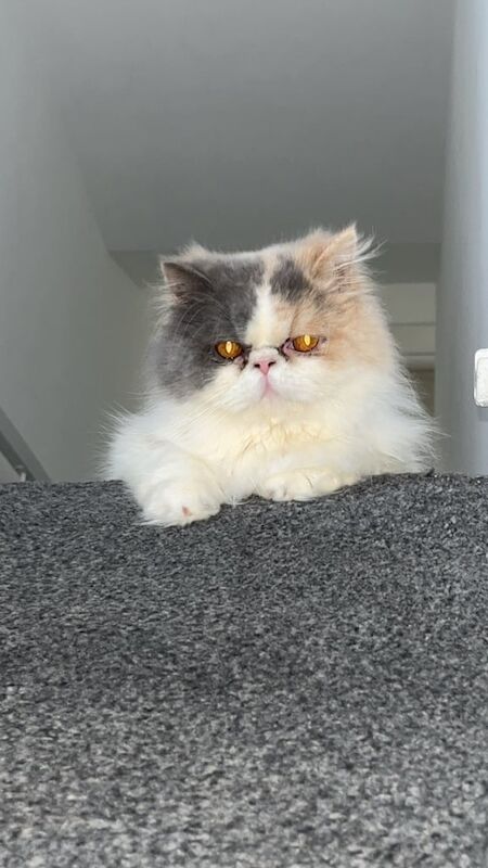 Persian kittens for sale in Borrowstounness, Falkirk – 1 year old