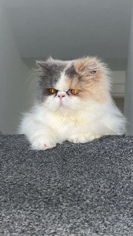 Persian kittens for sale in Borrowstounness, Falkirk – 1 year old - Image 2 of 3