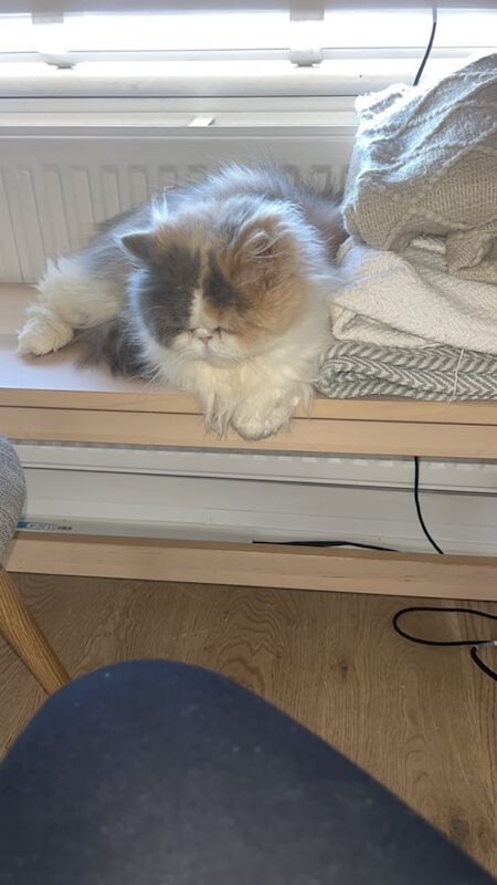 Persian kittens for sale in Borrowstounness, Falkirk – 1 year old - Image 3 of 3
