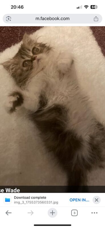 Persian kittens for sale in Loughborough, Leicestershire – 3 years old