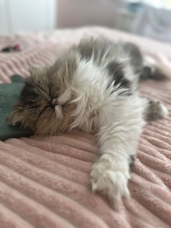 Persian kittens for sale in Loughborough, Leicestershire – 3 years old - Image 2 of 3