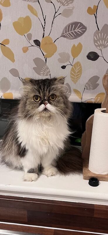 Persian kittens for sale in Loughborough, Leicestershire – 3 years old - Image 3 of 3