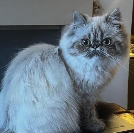 Persian cat 18 months female for sale in Caergeiliog, Isle of Anglesey