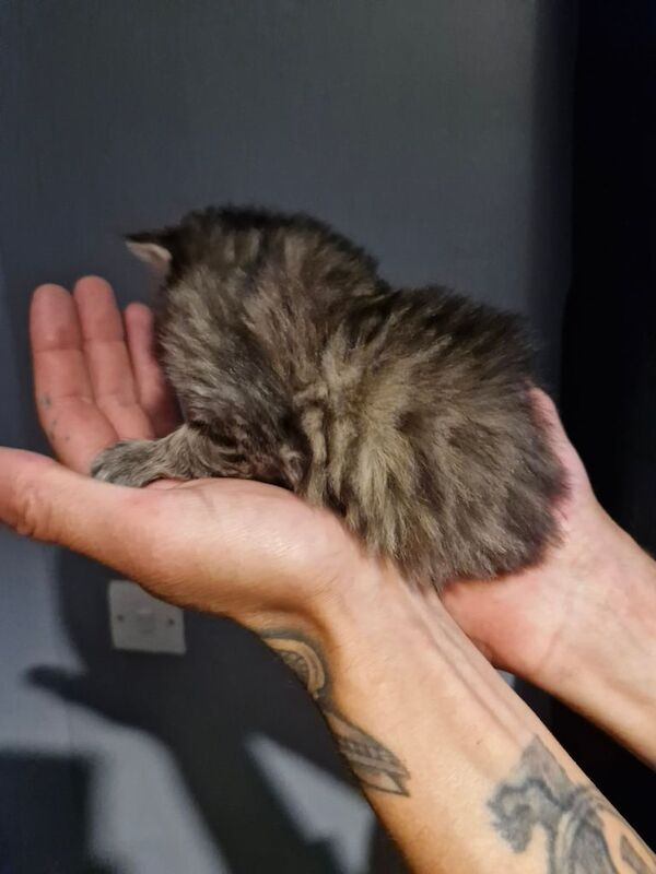 Persian cats for sale in Jarrow, Tyne and Wear | Image 2
