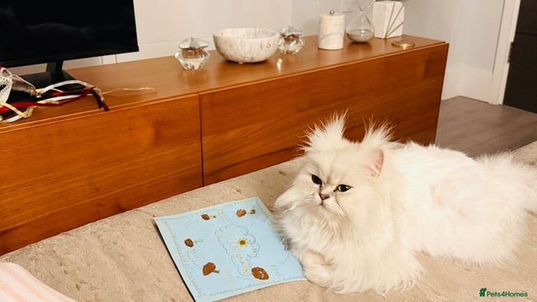 Persian kittens for sale in Kensington, Greater London – 8 weeks old