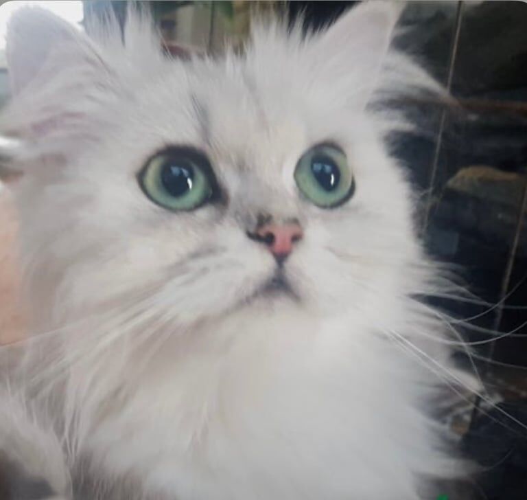 Persian kittens for sale in Weymouth, Dorset – 5 years old
