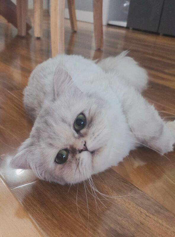 Persian kittens for sale in Bolton, Greater Manchester – 1 year old