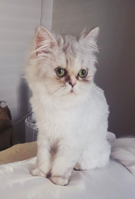 Persian kittens for sale in Bolton, Greater Manchester – 1 year old - Image 2 of 3