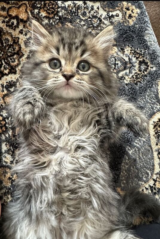 Persian chinchilla kitten for sale in Redbridge, Greater London
