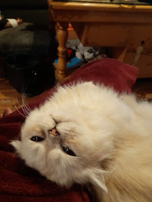 Persian kittens for sale in Ribbleton, Lancashire – 3 months old - Image 2 of 3