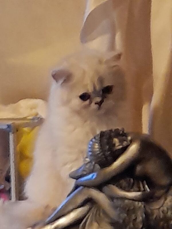 Persian kittens for sale in Ribbleton, Lancashire – 3 months old - Image 3 of 3