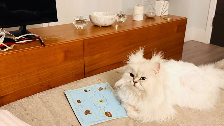 GCCF Registered Persian Kittens For Sale
