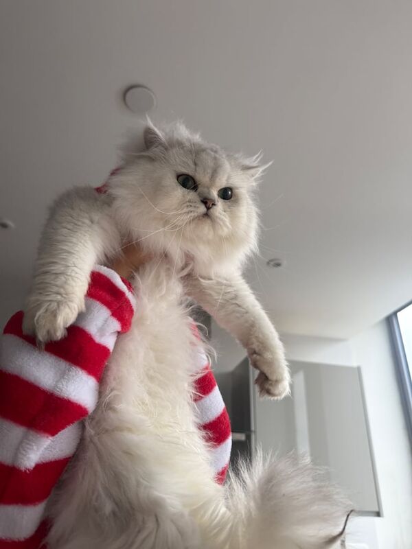 Persian chinchilla kittens for sale in Richmond, Greater London | Image 2
