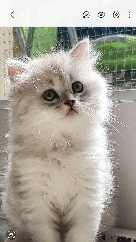 Persian Chinchilla kittens for sale in Islington, Greater London