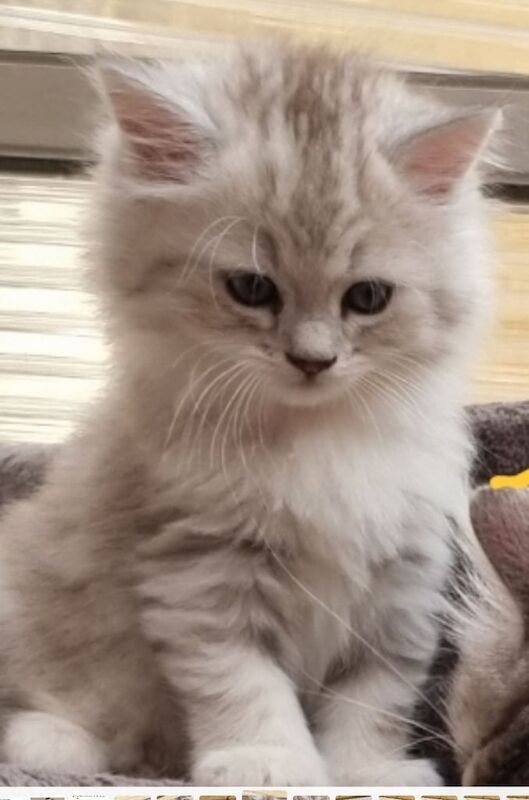 Persian Chinchilla kittens for sale in Islington, Greater London | Image 2