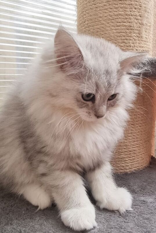Persian Chinchilla kittens for sale in Islington, Greater London | Image 3