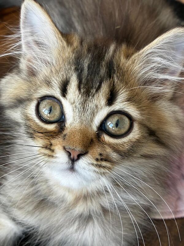 Persian kittens for sale in Richmond, Greater London – 11 weeks old