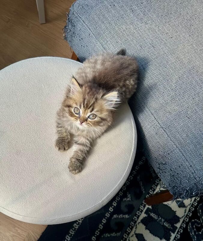 Persian kittens for sale in Richmond, Greater London – 11 weeks old - Image 2 of 3