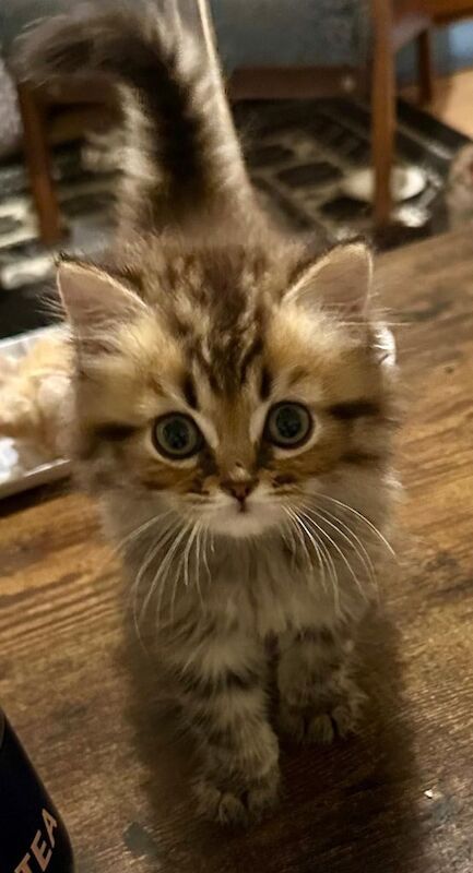 Persian kittens for sale in Richmond, Greater London – 11 weeks old - Image 3 of 3