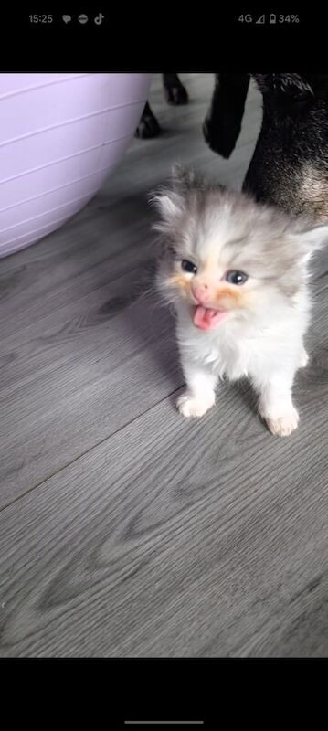 Persian kittens for sale in Saltcoats, Ayrshire and Arran – 5 weeks old
