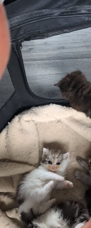 Persian kittens for sale in Saltcoats, Ayrshire and Arran – 5 weeks old - Image 2 of 3